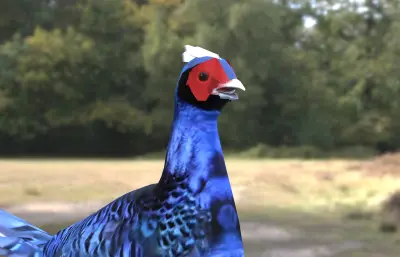 蓝腹鹇 蓝鹇 台湾鹇