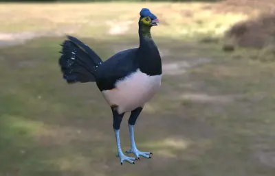 苏拉威西冢雉 马累奥鸟冢雉