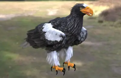 虎头海雕 虎头雕 大型猛禽