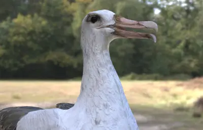 波纹信天翁 加岛信天翁