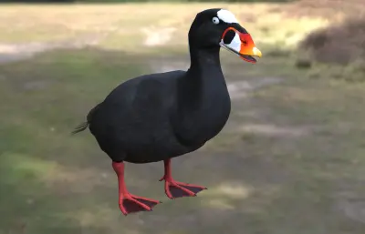 斑头海番鸭 冲浪海番鸭