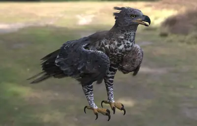 冠雕 非洲冠雕 冕雕