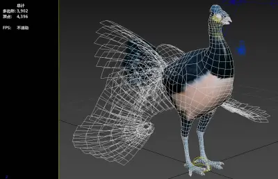 苏拉威西冢雉 马累奥鸟冢雉