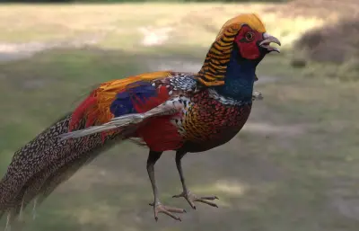 红腹锦鸡 金鸡 锦鸡雉科