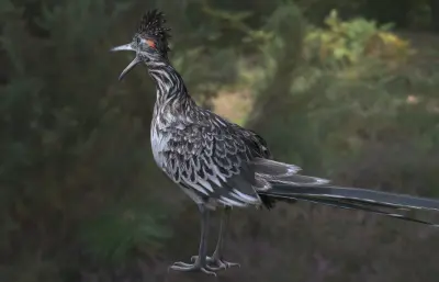 大走鹃 加州走鹃 地鹃