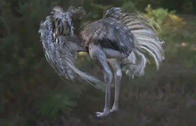 小美洲鸵 lesser rhea 美洲鸵