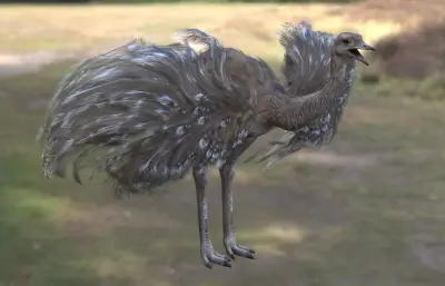 小美洲鸵 lesser rhea 美洲鸵