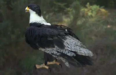 凤头卡拉鹰 冠卡拉鹰