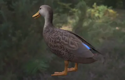 斑背鸭 mottled duck 北美水鸭