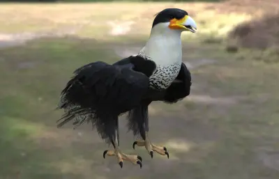 凤头卡拉鹰 冠卡拉鹰