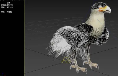 凤头卡拉鹰 冠卡拉鹰