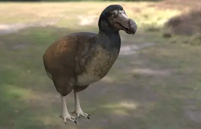 渡渡鸟 毛里求斯渡渡鸟 愚鸠