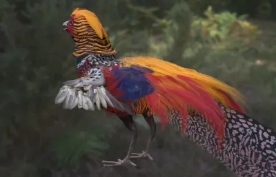 红腹锦鸡 金鸡 锦鸡雉科