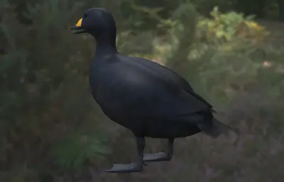 黑海番鸭 黑凫 番鸭属