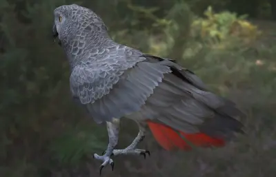 非洲灰鹦鹉3dmax模型