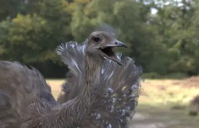 小美洲鸵 lesser rhea 美洲鸵