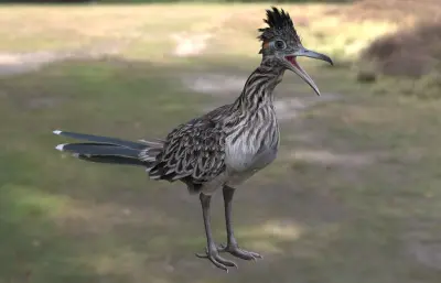 大走鹃 加州走鹃 地鹃