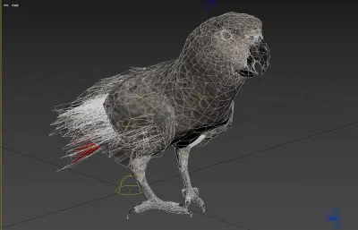 非洲灰鹦鹉3dmax模型
