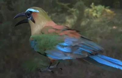 绿眉翠鴗 turquoise 眉翠鴗