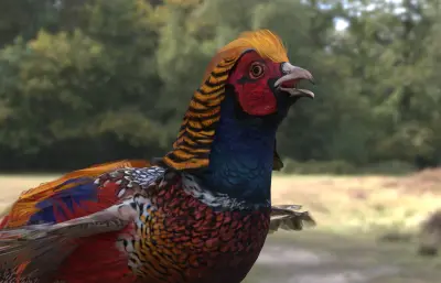 红腹锦鸡 金鸡 锦鸡雉科