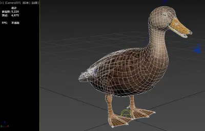 斑背鸭 mottled duck 北美水鸭