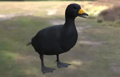 黑海番鸭 黑凫 番鸭属