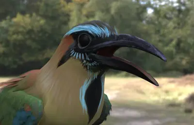 绿眉翠鴗 turquoise 眉翠鴗