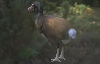 渡渡鸟 毛里求斯渡渡鸟 愚鸠