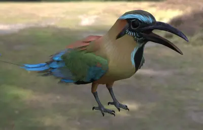 绿眉翠鴗 turquoise 眉翠鴗