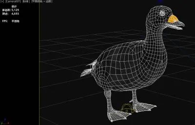 黑海番鸭 黑凫 番鸭属