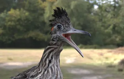 大走鹃 加州走鹃 地鹃