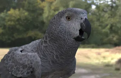 非洲灰鹦鹉3dmax模型