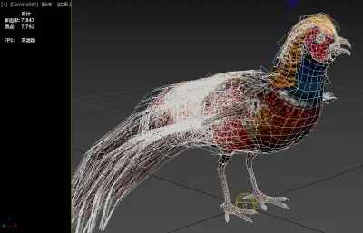 红腹锦鸡 金鸡 锦鸡雉科