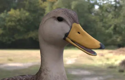 斑背鸭 mottled duck 北美水鸭