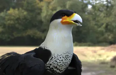 凤头卡拉鹰 冠卡拉鹰