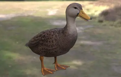 斑背鸭 mottled duck 北美水鸭