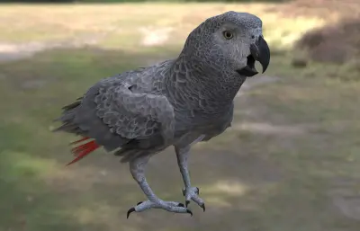 非洲灰鹦鹉3dmax模型