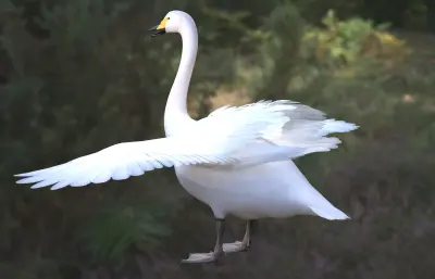 大天鹅 鹄 白天鹅