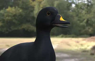 普通海番鸭 黑海番鸭 欧黑海番鸭