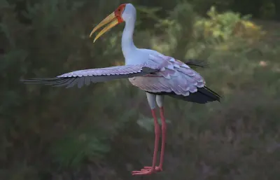 黄嘴鹮鹳 观赏鸟类3dmax模型