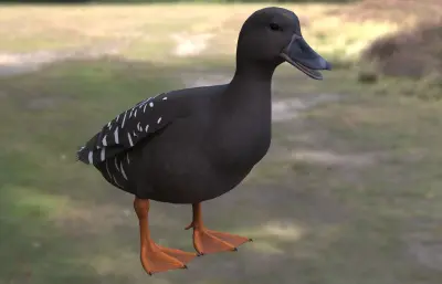 非洲黑鸭 非洲特有水禽