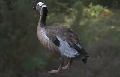 加加诺巨鹅 Gargano Giant Goose 已灭绝巨鹅类