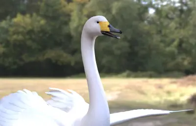 大天鹅 鹄 白天鹅