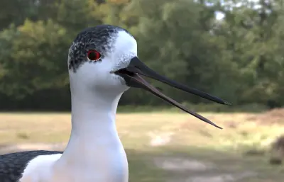 鹬,北方海鸟3dmax模型