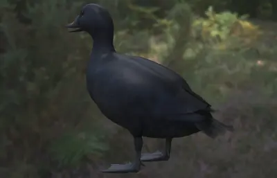 普通海番鸭 黑海番鸭 欧黑海番鸭