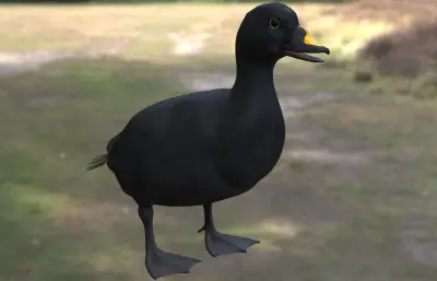 普通海番鸭 黑海番鸭 欧黑海番鸭