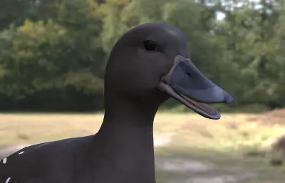 非洲黑鸭 非洲特有水禽