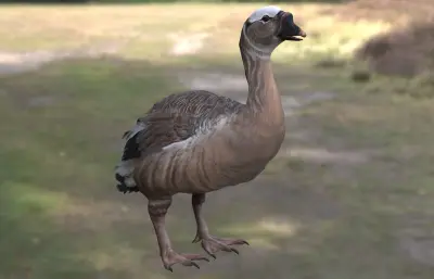 加加诺巨鹅 Gargano Giant Goose 已灭绝巨鹅类