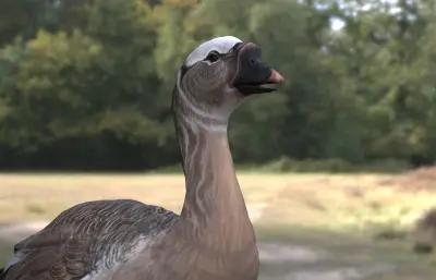 加加诺巨鹅 Gargano Giant Goose 已灭绝巨鹅类