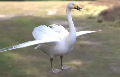 大天鹅 鹄 白天鹅